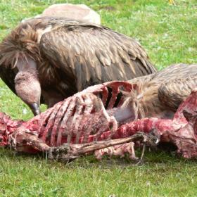 Thiên táng ở Tây Tạng – Nét văn hóa đặc trưng của vùng đất huyền bí